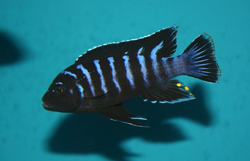 Maylandia / Metriaclima sp. “dolphin” | Malawi Germany